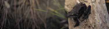 Wood Frog